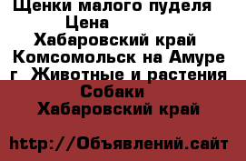 Щенки малого пуделя › Цена ­ 5 000 - Хабаровский край, Комсомольск-на-Амуре г. Животные и растения » Собаки   . Хабаровский край